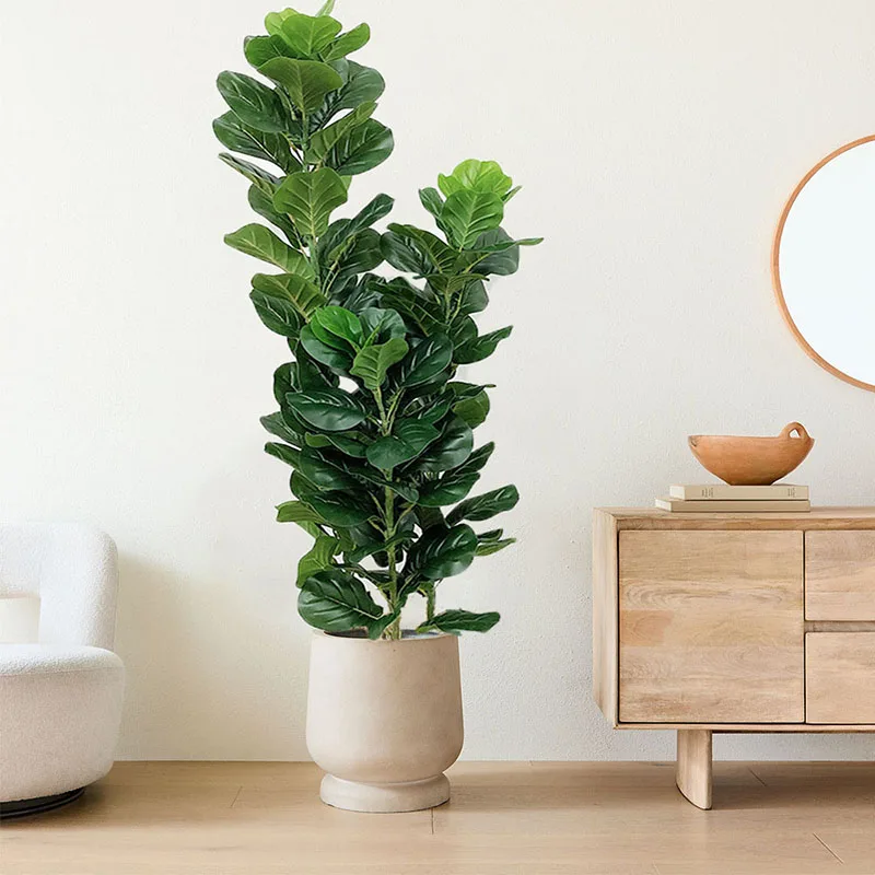 35-150cm Tropical Tree Large F - Ficus Lyrata Tree review and price